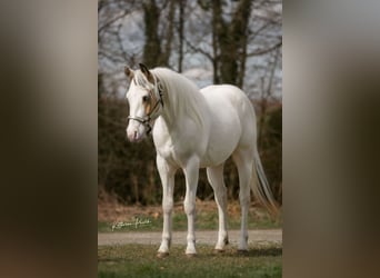Paint Horse, Caballo castrado, 4 años, 145 cm