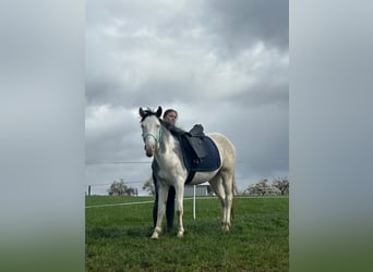 Paint Horse Mestizo, Caballo castrado, 4 años, 145 cm, Tobiano-todas las-capas