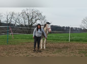 Paint Horse Mestizo, Caballo castrado, 4 años, 145 cm, Tobiano-todas las-capas