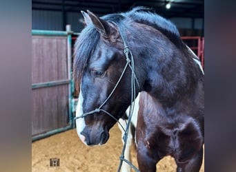 Paint Horse, Caballo castrado, 4 años, 145 cm, Tobiano-todas las-capas