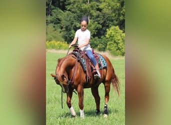 Paint Horse, Caballo castrado, 4 años, 147 cm, Alazán rojizo