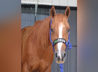Paint Horse, Caballo castrado, 4 años, 147 cm, Alazán rojizo