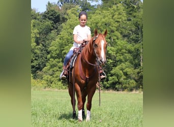 Paint Horse, Caballo castrado, 4 años, 147 cm, Alazán rojizo