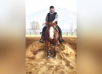 Paint Horse, Caballo castrado, 4 años, 148 cm, Alazán