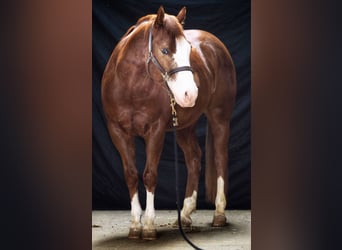 Paint Horse, Caballo castrado, 4 años, 148 cm, Alazán