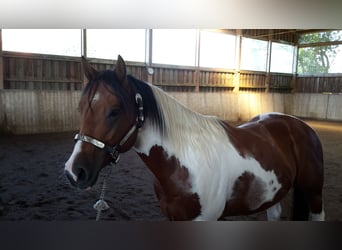 Paint Horse, Caballo castrado, 4 años, 148 cm, Tobiano-todas las-capas