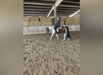 Paint Horse, Caballo castrado, 4 años, 148 cm, Tobiano-todas las-capas