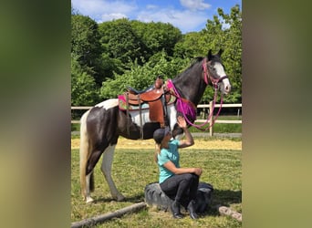 Paint Horse Mestizo, Caballo castrado, 4 años, 150 cm, Pío