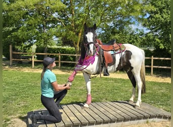 Paint Horse Mestizo, Caballo castrado, 4 años, 150 cm, Pío
