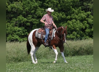 Paint Horse, Caballo castrado, 4 años, 152 cm, Alazán-tostado
