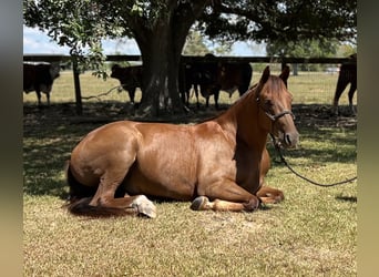 Paint Horse, Caballo castrado, 4 años, 152 cm, Alazán-tostado