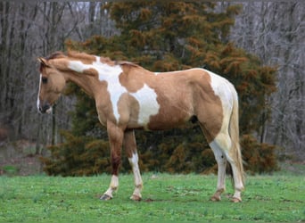 Paint Horse, Caballo castrado, 4 años, 152 cm, Bayo