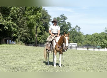 Paint Horse, Caballo castrado, 4 años, 152 cm, Palomino