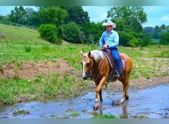 Paint Horse, Caballo castrado, 4 años, 152 cm, Palomino