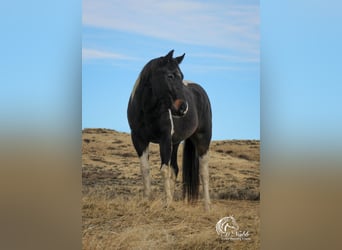 Paint Horse, Caballo castrado, 4 años, 152 cm, Tobiano-todas las-capas