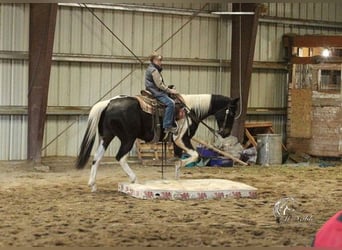 Paint Horse, Caballo castrado, 4 años, 152 cm, Tobiano-todas las-capas