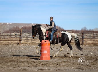 Paint Horse, Caballo castrado, 4 años, 152 cm, Tobiano-todas las-capas