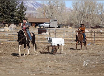 Paint Horse, Caballo castrado, 4 años, 152 cm, Tobiano-todas las-capas