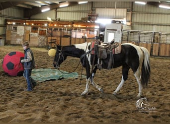 Paint Horse, Caballo castrado, 4 años, 152 cm, Tobiano-todas las-capas