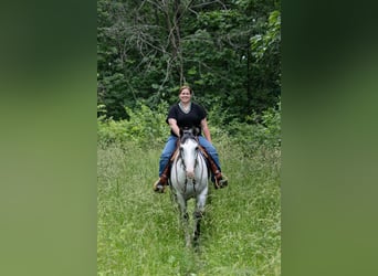 Paint Horse, Caballo castrado, 4 años, 152 cm, Tordo