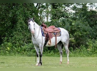 Paint Horse, Caballo castrado, 4 años, 152 cm, Tordo