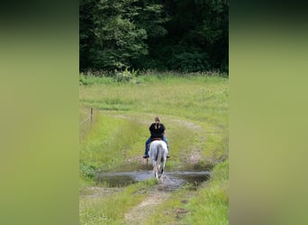 Paint Horse, Caballo castrado, 4 años, 152 cm, Tordo