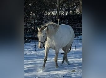 Paint Horse, Caballo castrado, 4 años, 153 cm, Champán