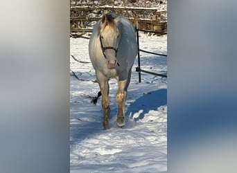 Paint Horse, Caballo castrado, 4 años, 153 cm, Champán