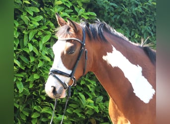 Paint Horse, Caballo castrado, 4 años, 153 cm, Overo-todas las-capas