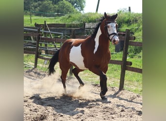 Paint Horse, Caballo castrado, 4 años, 153 cm, Overo-todas las-capas