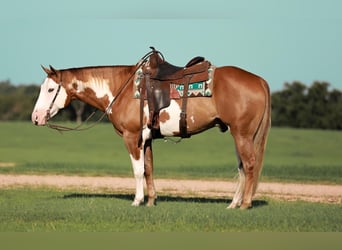 Paint Horse, Caballo castrado, 4 años, 155 cm, Alazán rojizo