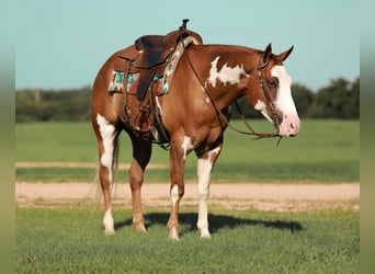 Paint Horse, Caballo castrado, 4 años, 155 cm, Alazán rojizo