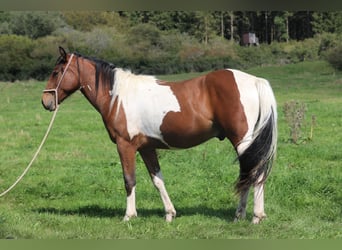 Paint Horse Mestizo, Caballo castrado, 4 años, 156 cm, Pío