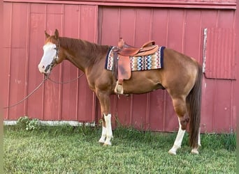 Paint Horse, Caballo castrado, 4 años, 163 cm, Alazán rojizo
