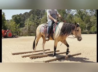 Paint Horse, Caballo castrado, 4 años, Buckskin/Bayo