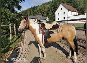 Paint Horse Mestizo, Caballo castrado, 4 años, Buckskin/Bayo