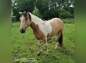 Paint Horse Mestizo, Caballo castrado, 4 años, Buckskin/Bayo