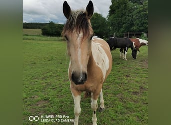 Paint Horse Mestizo, Caballo castrado, 4 años, Buckskin/Bayo