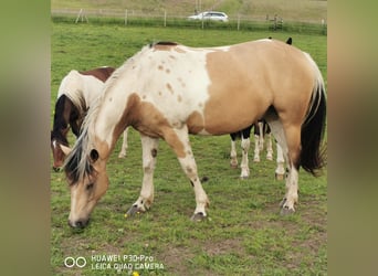 Paint Horse Mestizo, Caballo castrado, 4 años, Buckskin/Bayo