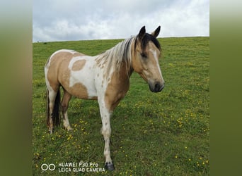 Paint Horse Mestizo, Caballo castrado, 4 años, Buckskin/Bayo