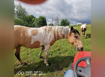 Paint Horse Mestizo, Caballo castrado, 4 años, Buckskin/Bayo