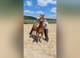 Paint Horse, Caballo castrado, 5 años, 140 cm, Tobiano-todas las-capas