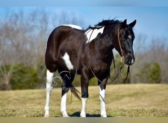 Paint Horse, Caballo castrado, 5 años, 142 cm, Tobiano-todas las-capas