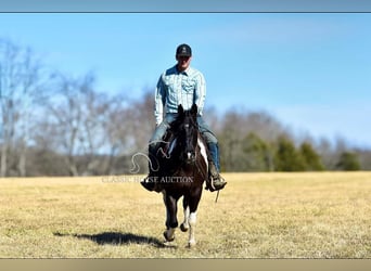 Paint Horse, Caballo castrado, 5 años, 142 cm, Tobiano-todas las-capas