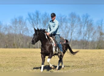 Paint Horse, Caballo castrado, 5 años, 142 cm, Tobiano-todas las-capas