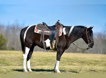 Paint Horse, Caballo castrado, 5 años, 142 cm, Tobiano-todas las-capas