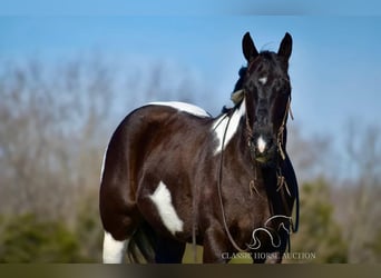 Paint Horse, Caballo castrado, 5 años, 142 cm, Tobiano-todas las-capas