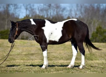 Paint Horse, Caballo castrado, 5 años, 142 cm, Tobiano-todas las-capas