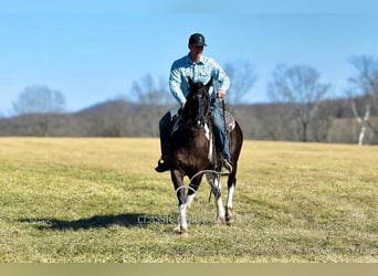 Paint Horse, Caballo castrado, 5 años, 142 cm, Tobiano-todas las-capas