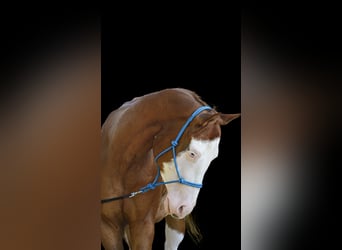 Paint Horse, Caballo castrado, 5 años, 144 cm, Alazán